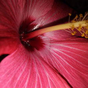 Meet your Posher, Jaelyn